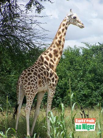 girafe 21.JPG - Les réserves naturelles